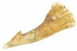 Fossil Sawfish (Onchopristis) Rostral Barb - Morocco #260932-1